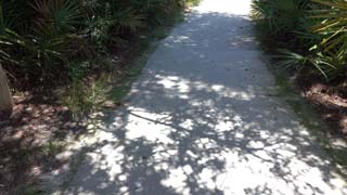 Closeup of leaf shadow patterns that might project crescents of eclipsed sunlight